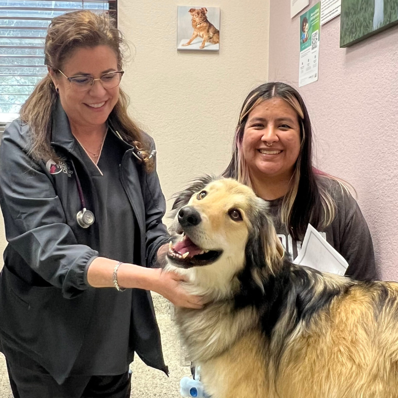 VetCor Community Practices National Hug Your Dog Day